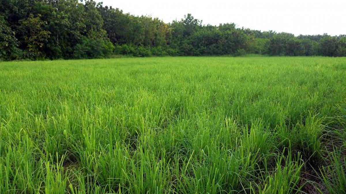 Fresh Kenyan lemongrass from Kenya